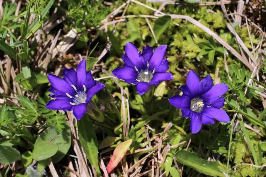 Gentiana pyrenaica leaf