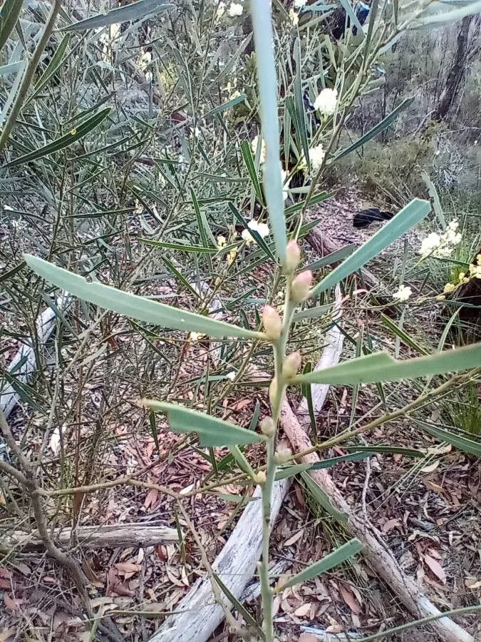 Acacia suaveolens leaf