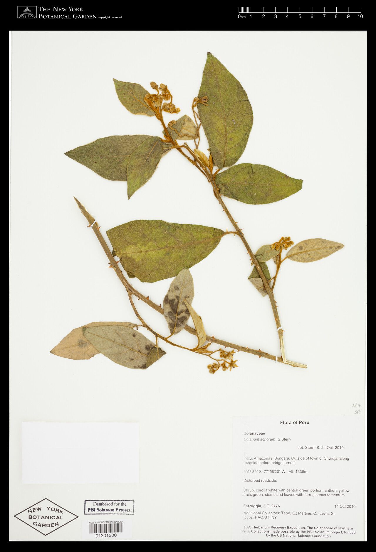 Solanum achorum — houseplant care guide