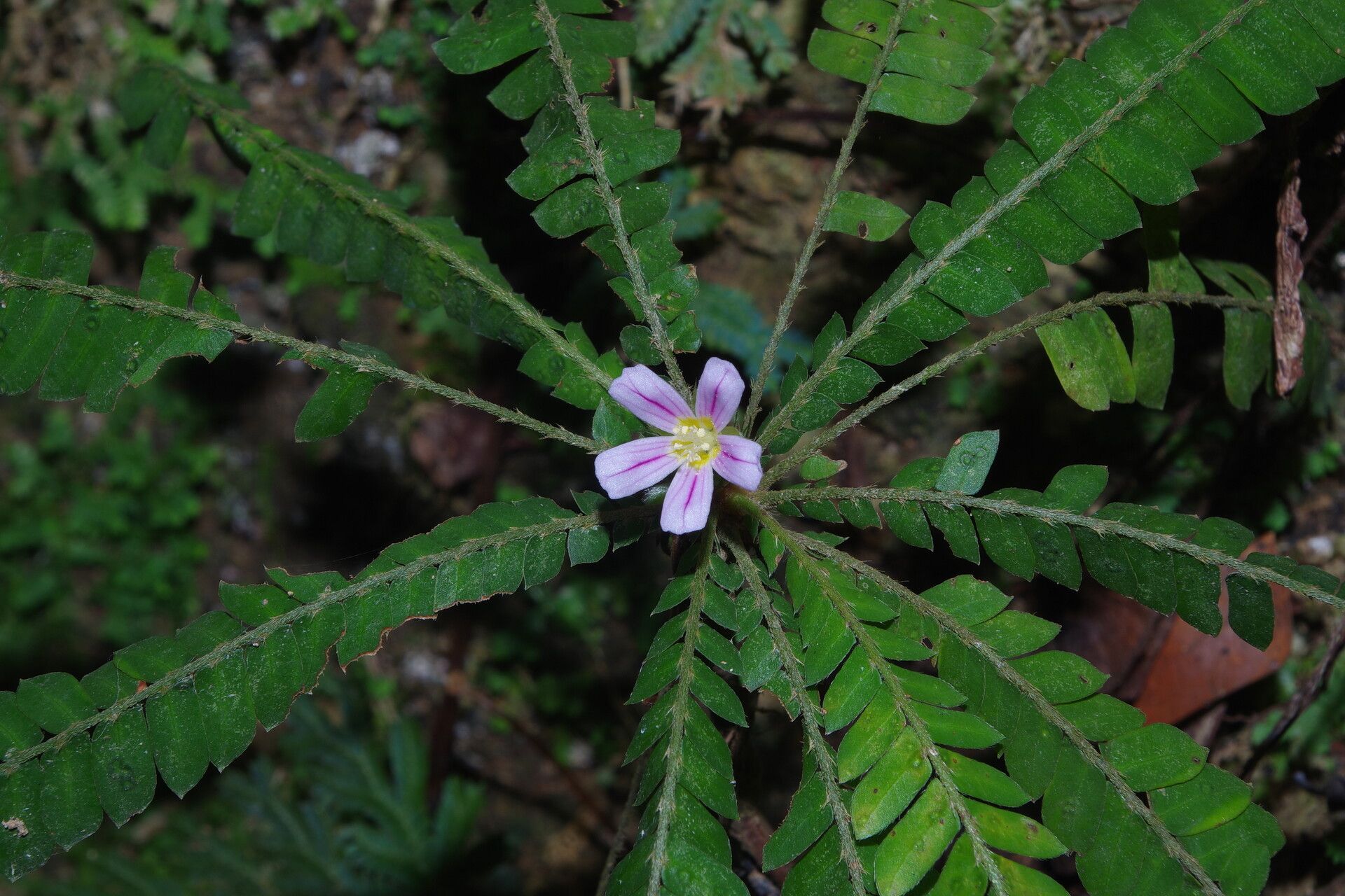 Biophytum talbotii — search result for 'Biophytum'