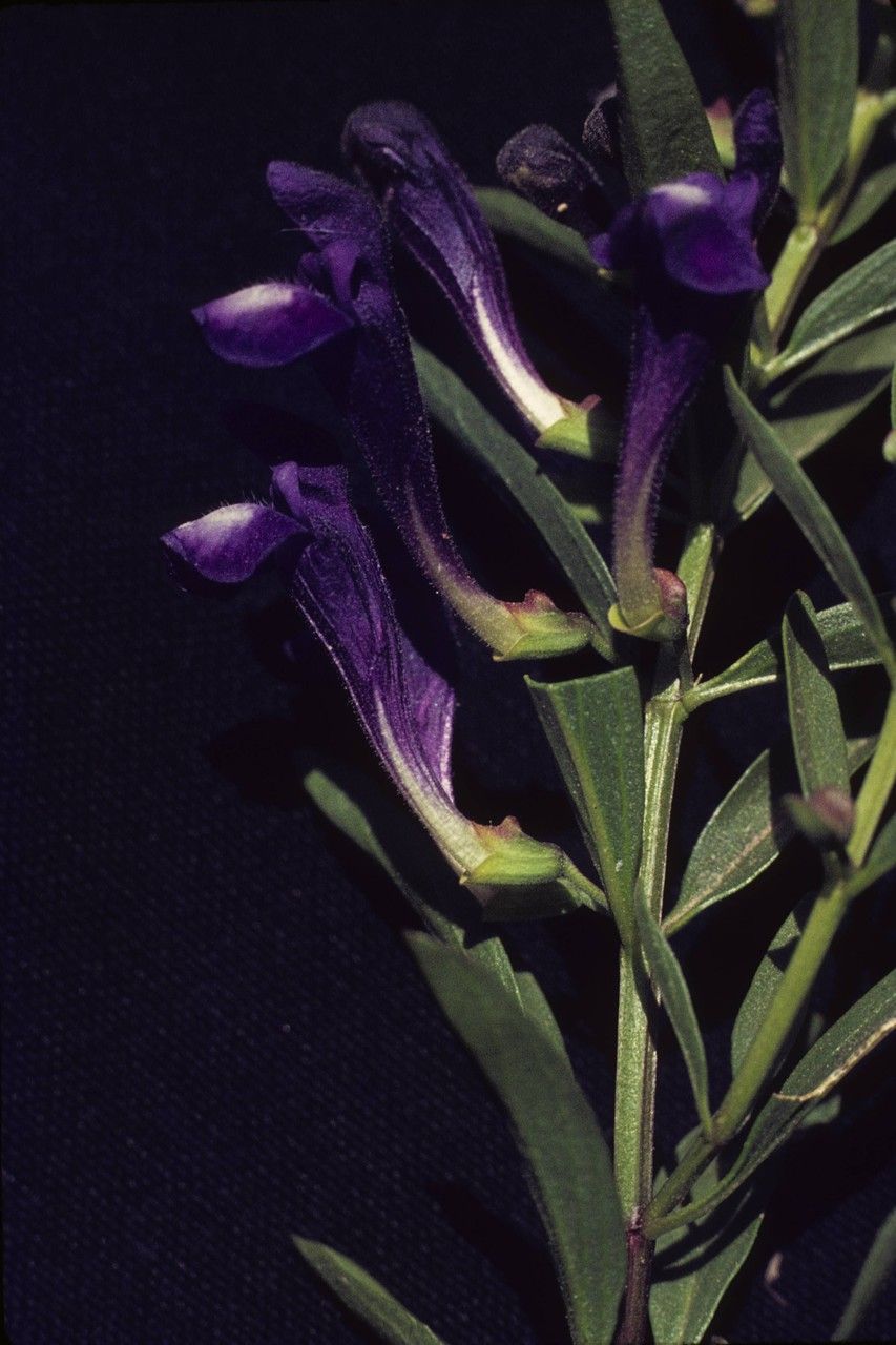 Scutellaria angustifolia flower