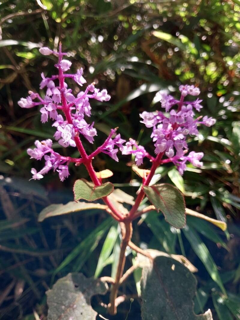 Plectranthus vestitus flower