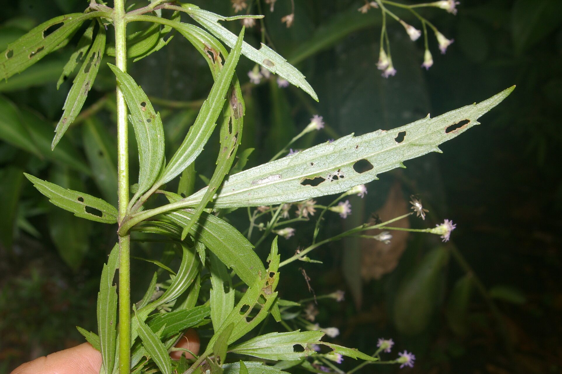 Fleischmannia sideritidis leaf