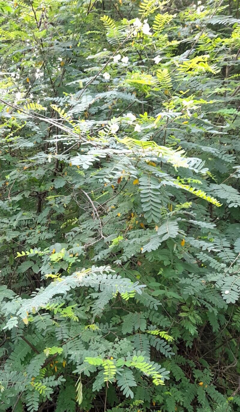 Coursetia brachyrhachis habit