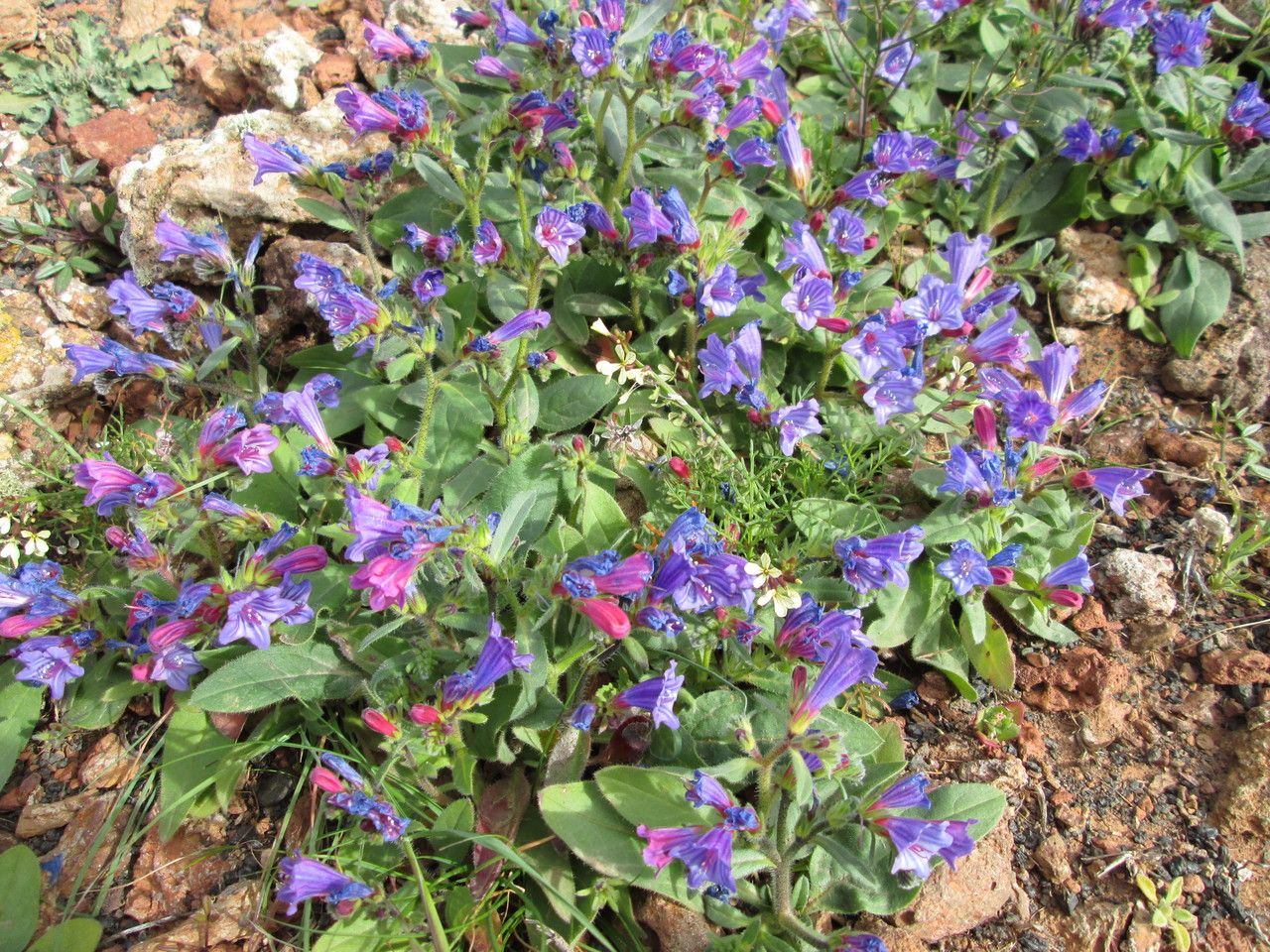 Echium lancerottense habit