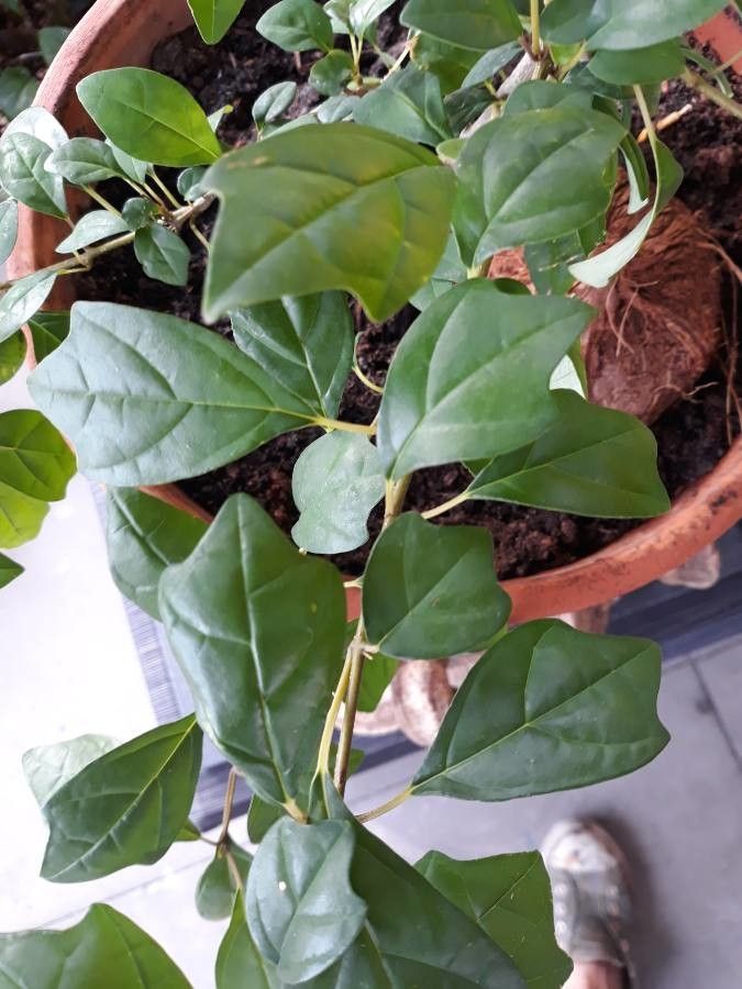 Gmelina philippensis bark