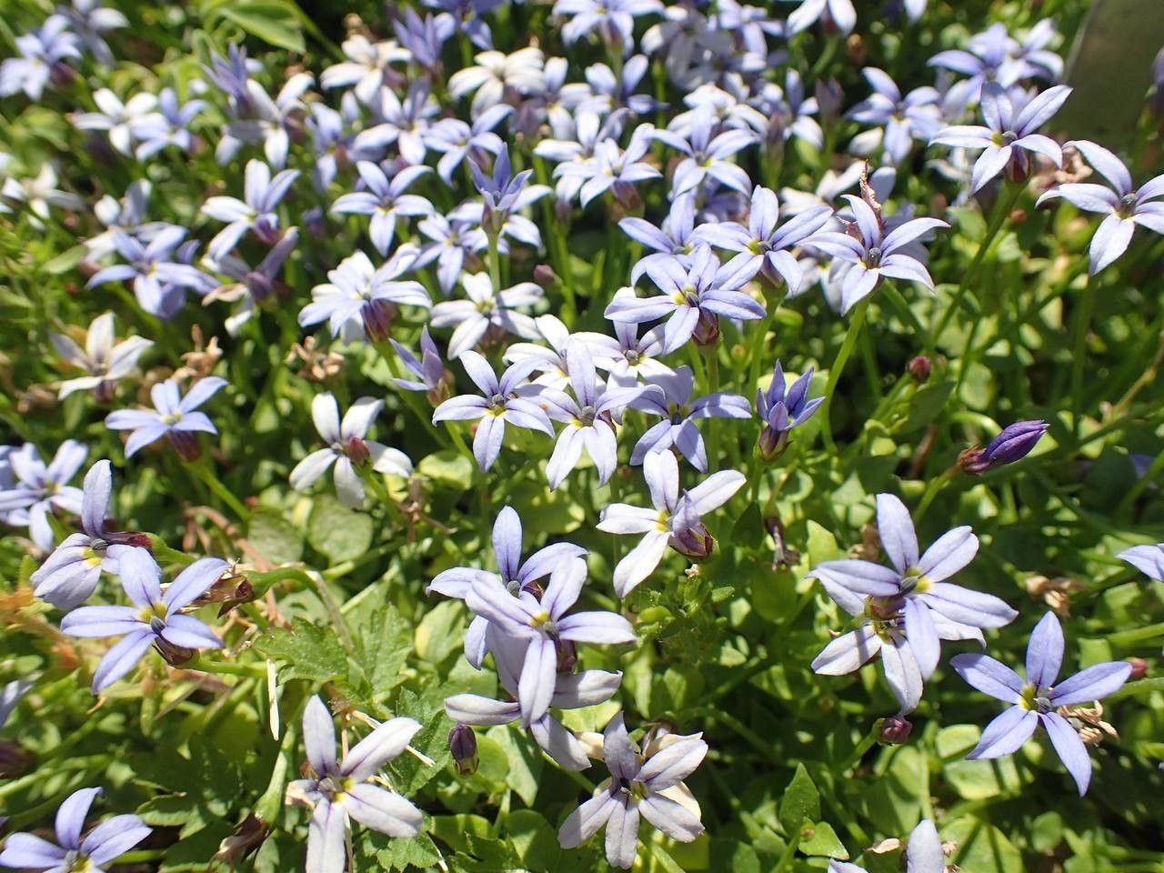 Isotoma fluviatilis habit