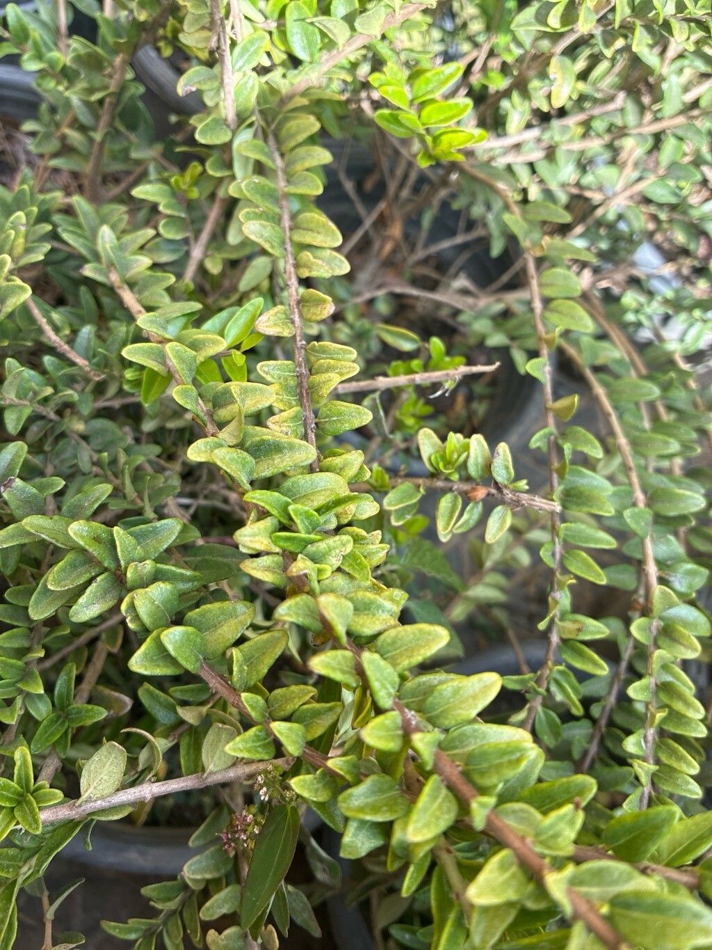 Lycium acutifolium — related species from the same genus