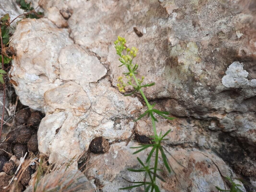 Galium crespianum flower