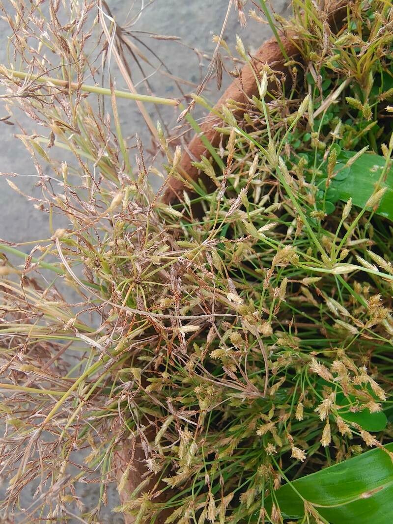 Fimbristylis vahlii leaf