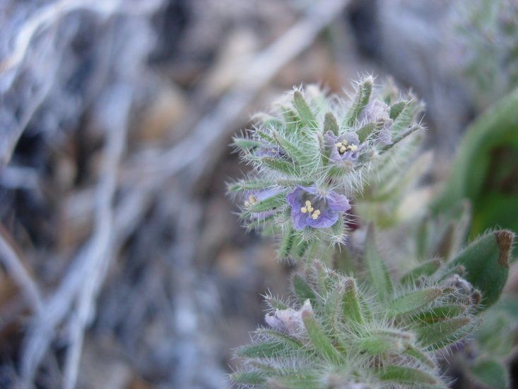 Phacelia novenmillensis flower
