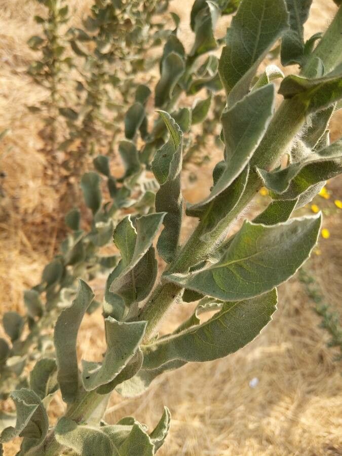 Heterotheca grandiflora leaf