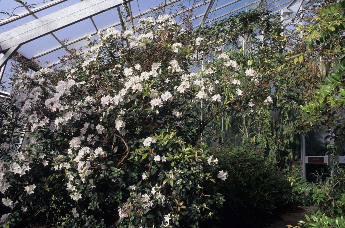 Rhododendron hongkongense habit