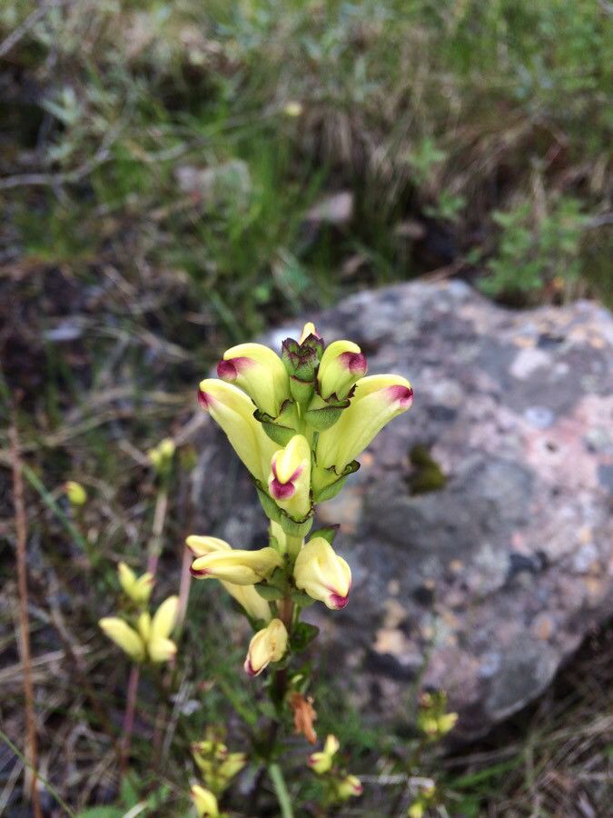 Pedicularis sceptrum-carolinum flower