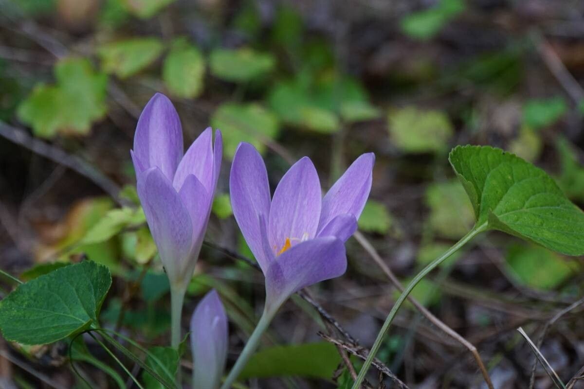 Colchicum haynaldii — search result for 'Colchicum'