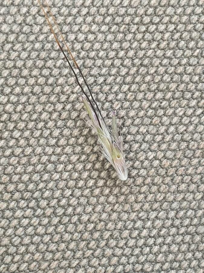 Bothriochloa insculpta fruit