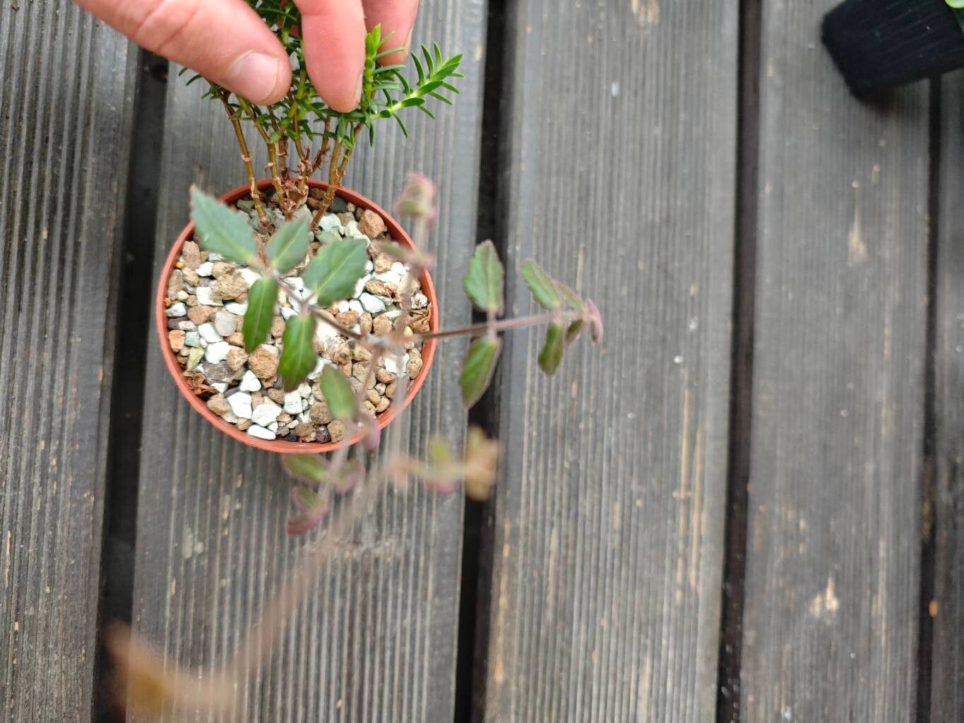 Cyphostemma laza — search result for 'Cyphostemma'