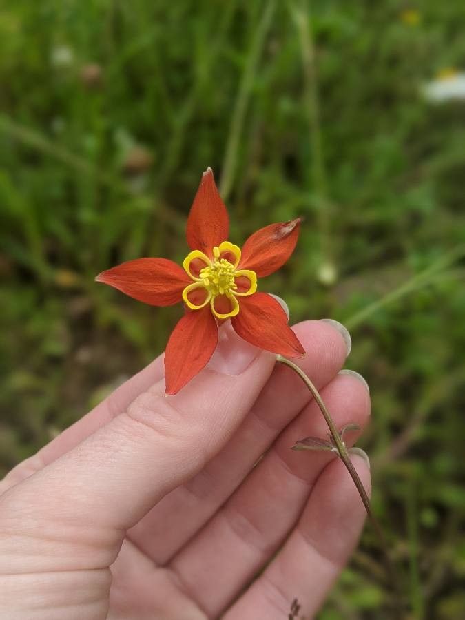 Aquilegia formosa flower