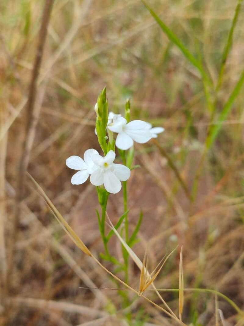 Striga angustifolia — related species from the same genus