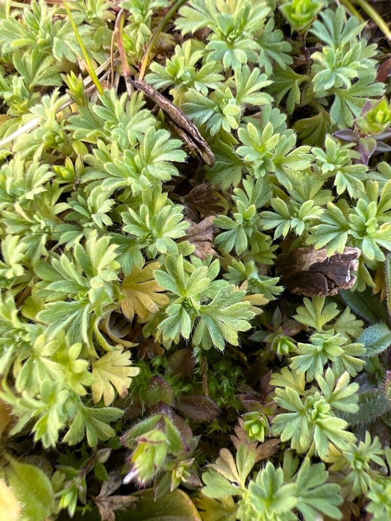 Alchemilla australis leaf