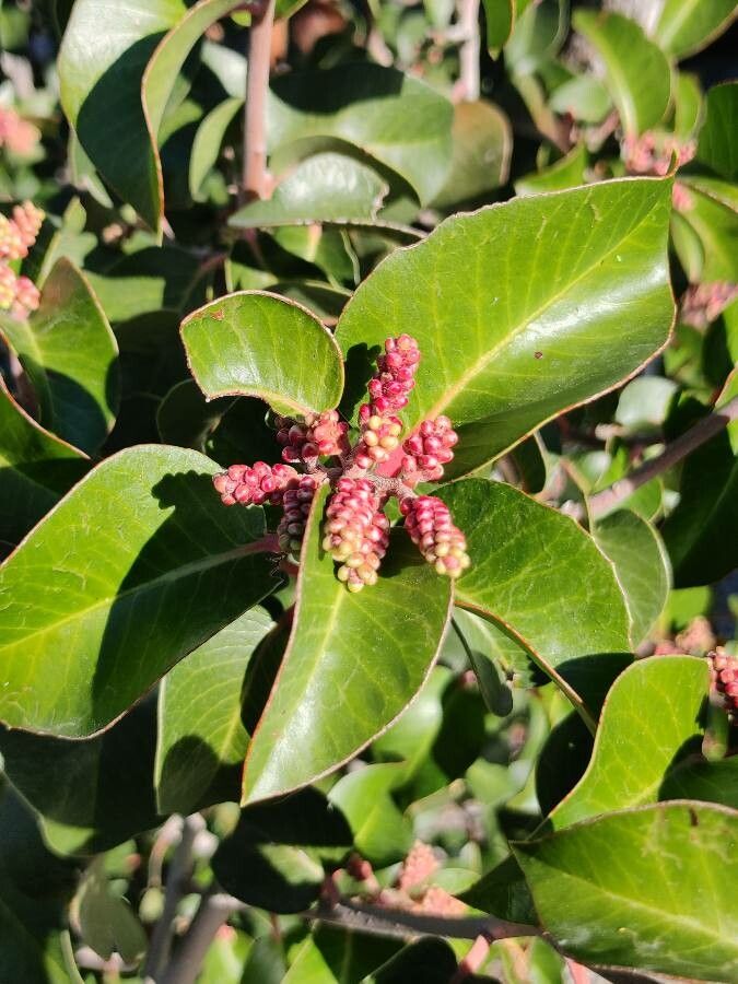 Rhus ovata fruit