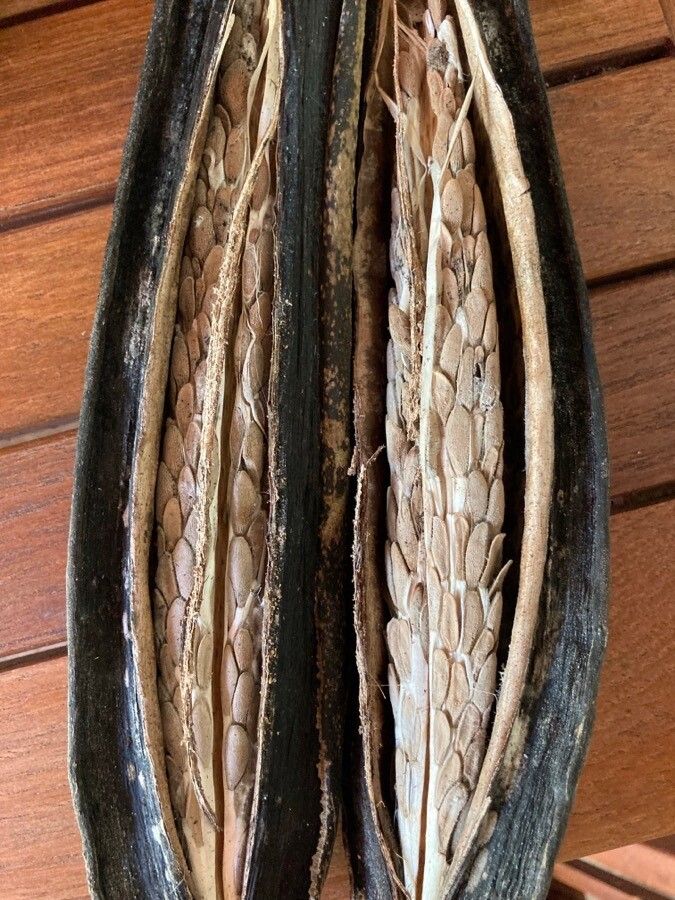 Beaumontia grandiflora fruit