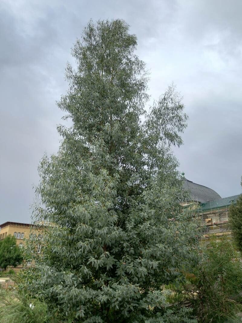 Eucalyptus archeri habit