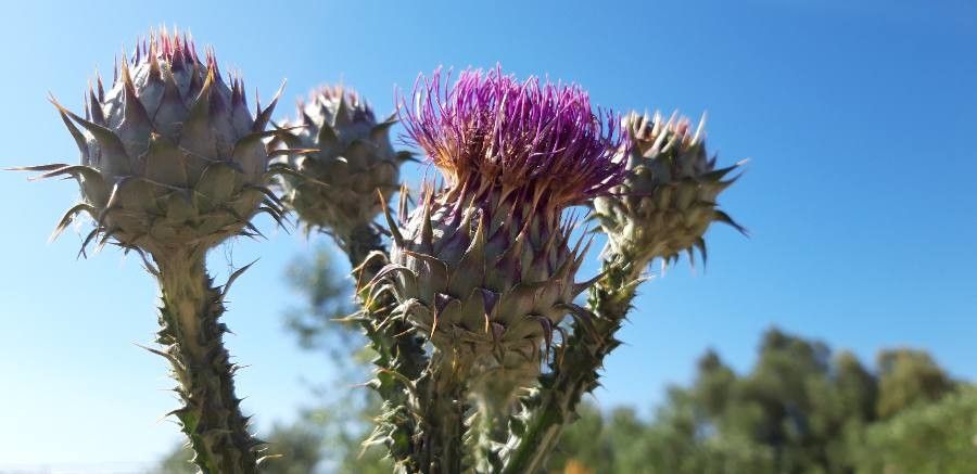 Onopordum illyricum fruit