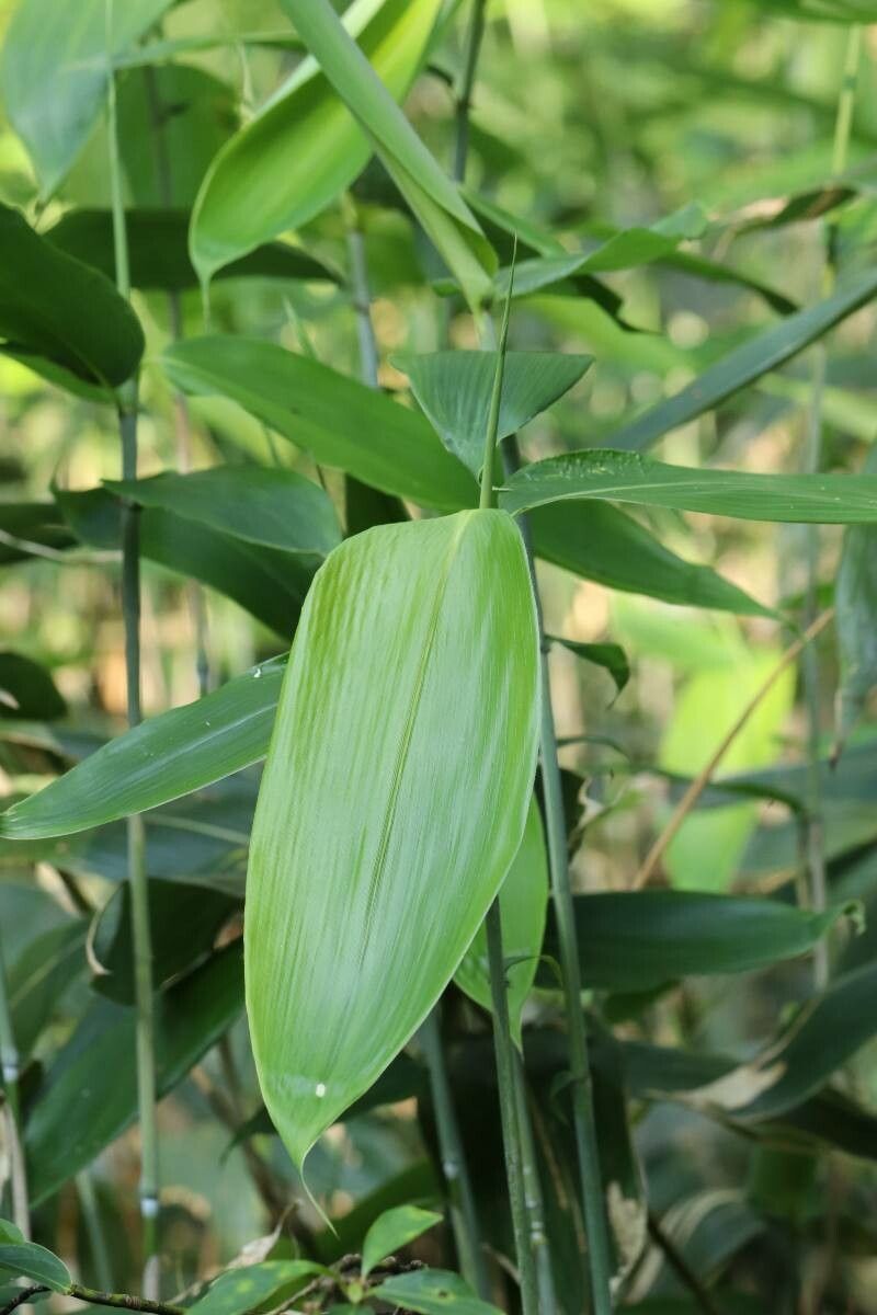 Sasa senanensis — related species from the same genus
