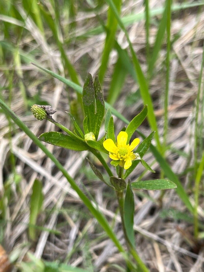 Ranunculus inamoenus habit