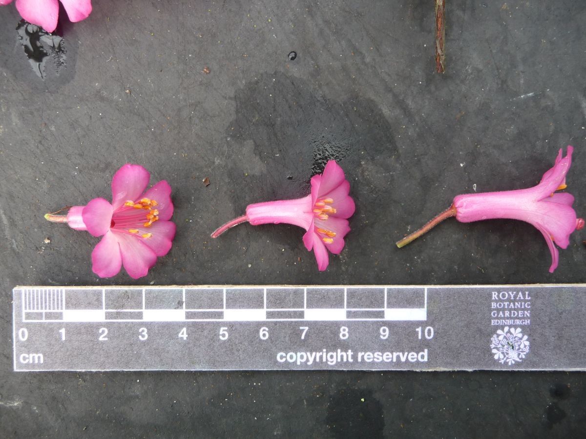 Rhododendron abietifolium