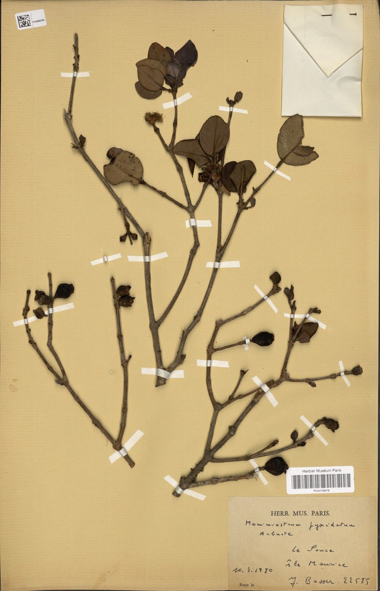 Eugenia pyxidata — houseplant care guide