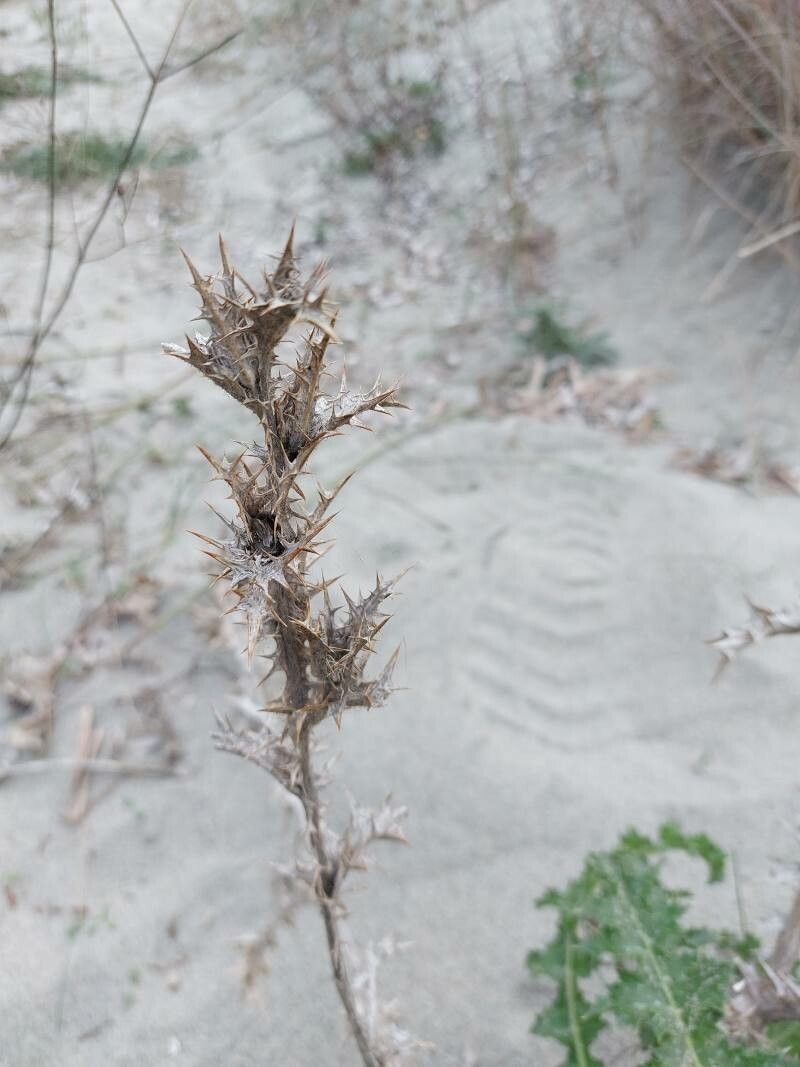 Scolymus hispanicus fruit