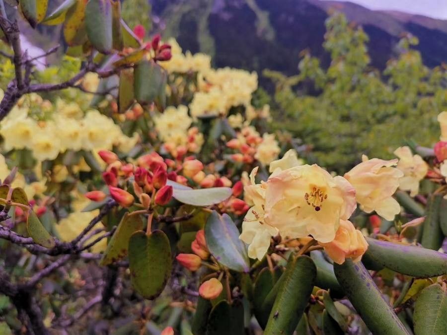 Rhododendron wardii flower