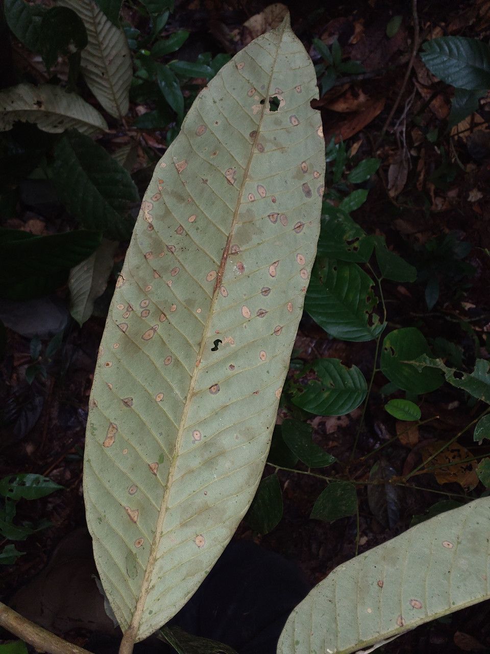 Couepia habrantha — houseplant care guide