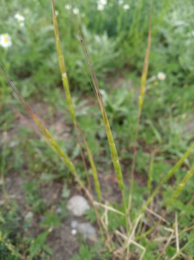 Aegilops cylindrica flower
