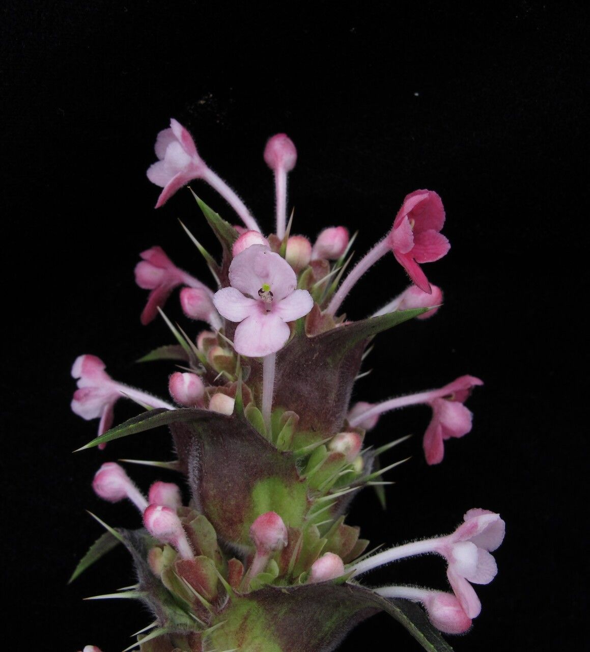 Morina nepalensis habit