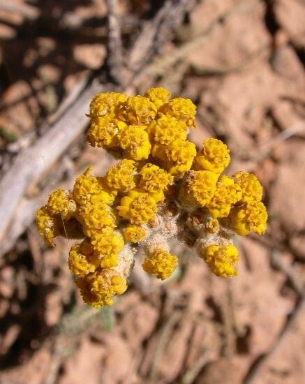 Achillea santolinoides flower