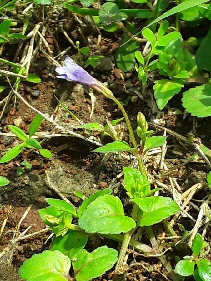 Torenia crustacea flower