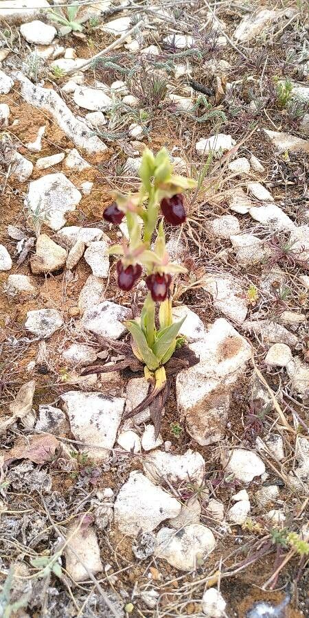 Ophrys x hybrida — search result for 'Ophrys'