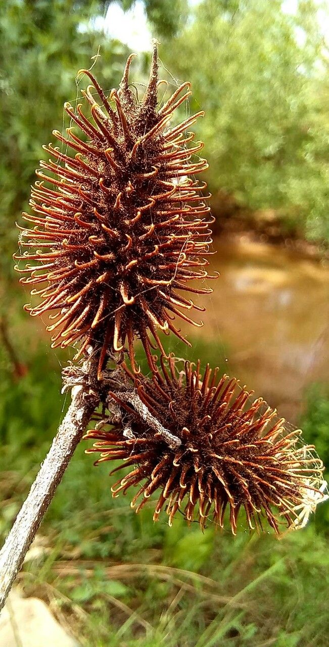 Xanthium orientale flower