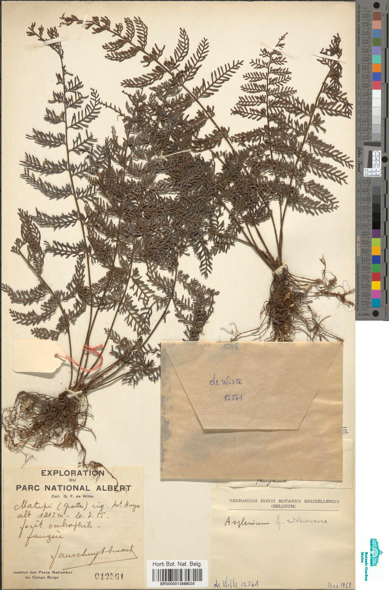 Asplenium rutshuruense — houseplant care guide