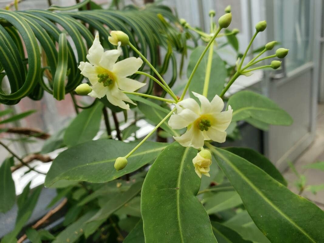 Drimys winteri flower