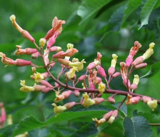 Aesculus × mutabilis flower