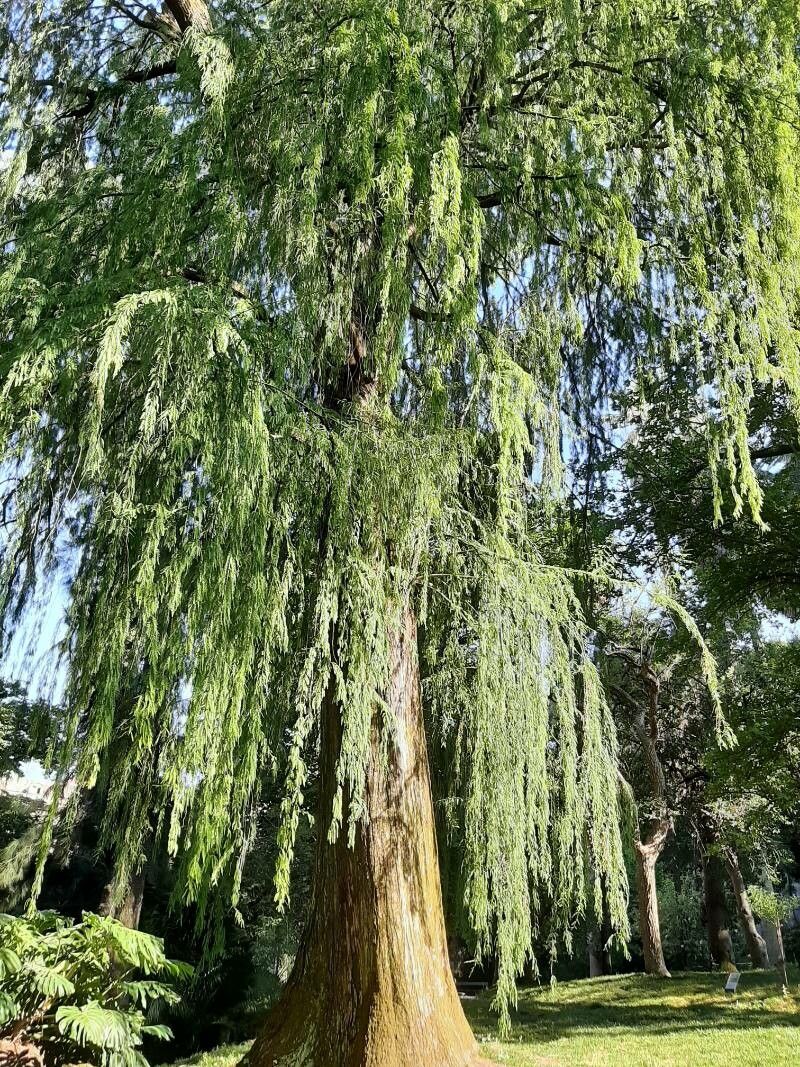 Taxodium mucronatum