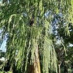 Taxodium mucronatum