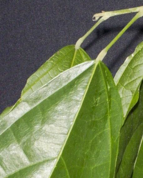 Quararibea ochrocalyx — search result for 'Quararibea'