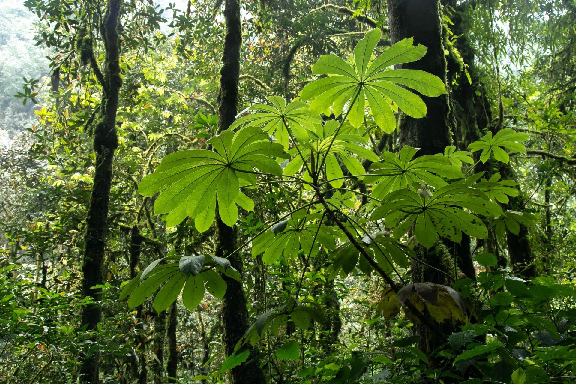 Musanga leo-errerae — related species from the same genus