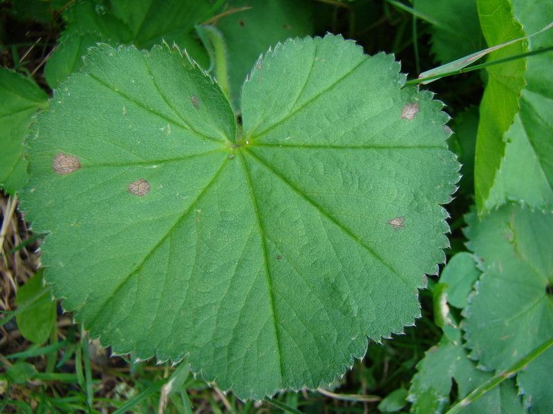 Alchemilla crinita leaf