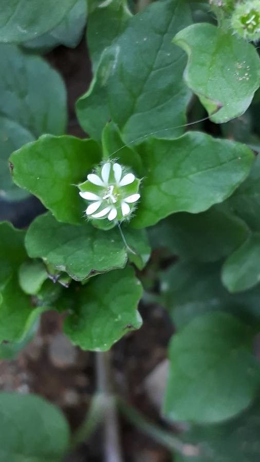 Spergula bocconii flower